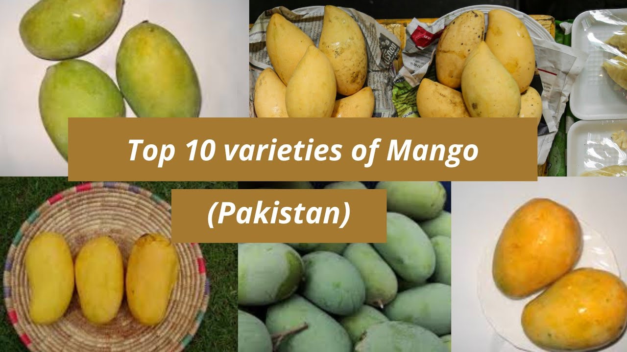 Top 10 Varieties of Mango in Pakistan | Mangoes