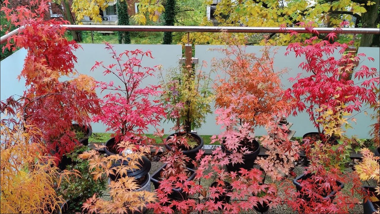 Japanese Maples - Fall Colors '23 on My Balcony and in the Garden