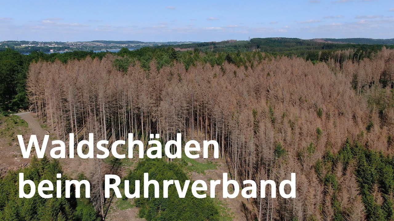 Waldschäden beim Ruhrverband