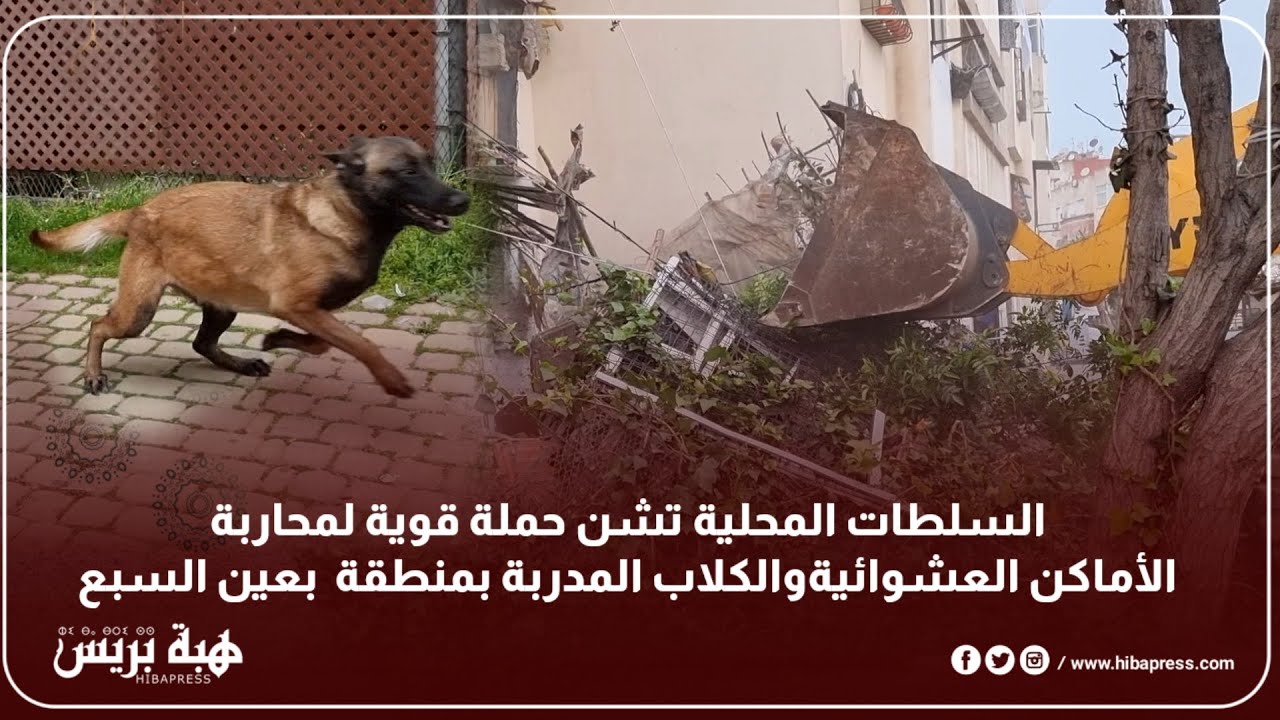 السلطات المحلية تشن حملة قوية لمحاربة الأماكن العشوائية و الكلاب المدربة بمنطقة  بعين السبع