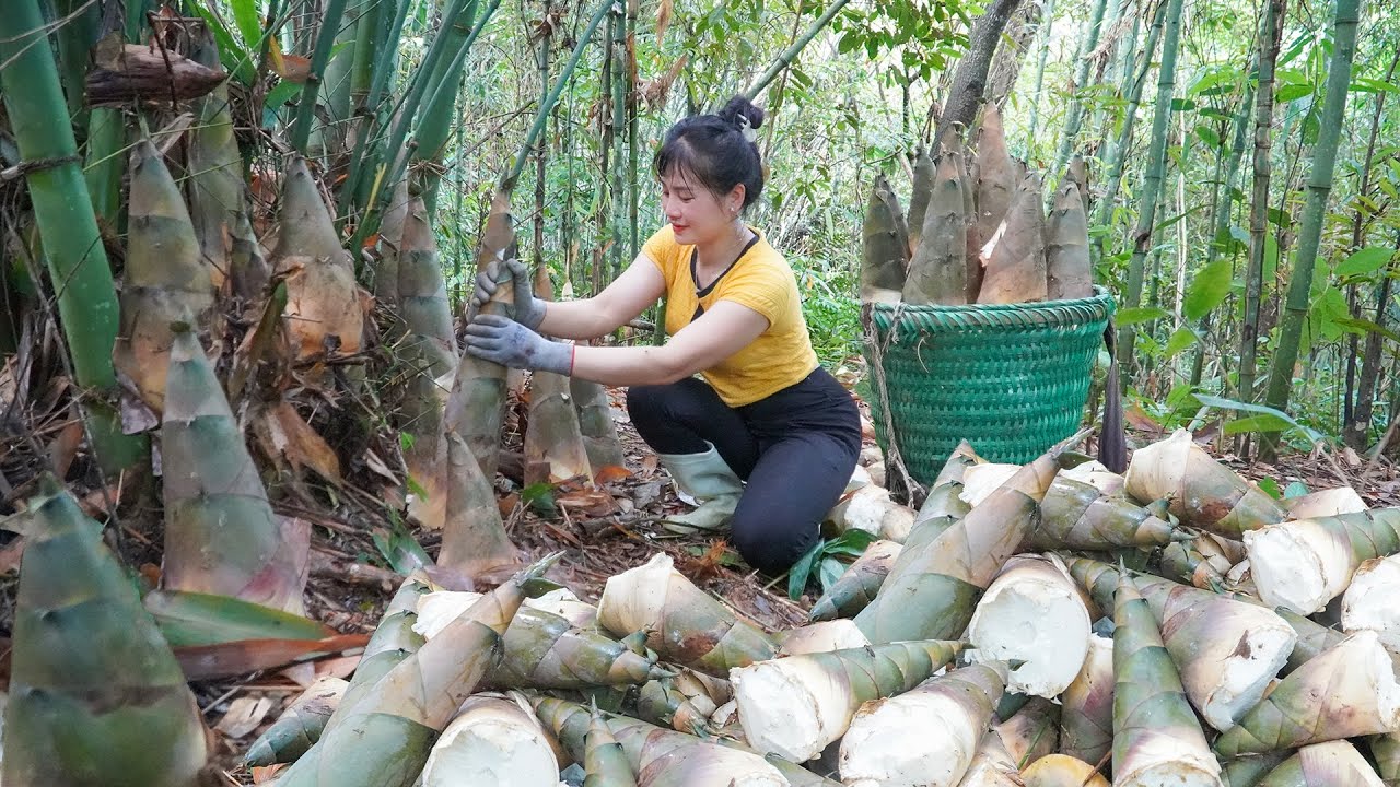 Picking Lots of Bamboo Shoots Goes To Sell - Cooking Bamboo Shoots Stewed with Pig's Feet