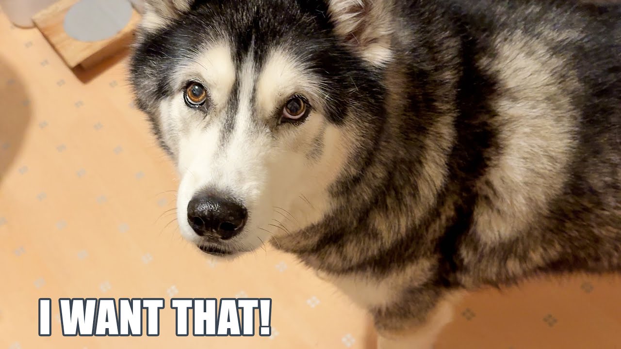 Will STEAK Bring My Poorly Husky’s Appetite Back!