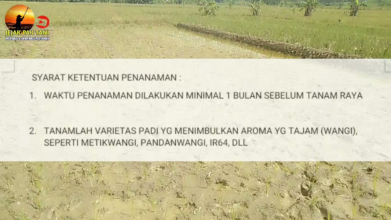 Seri TBS Terlengkap || Part 2 : Waktu Tanam Petak Unit