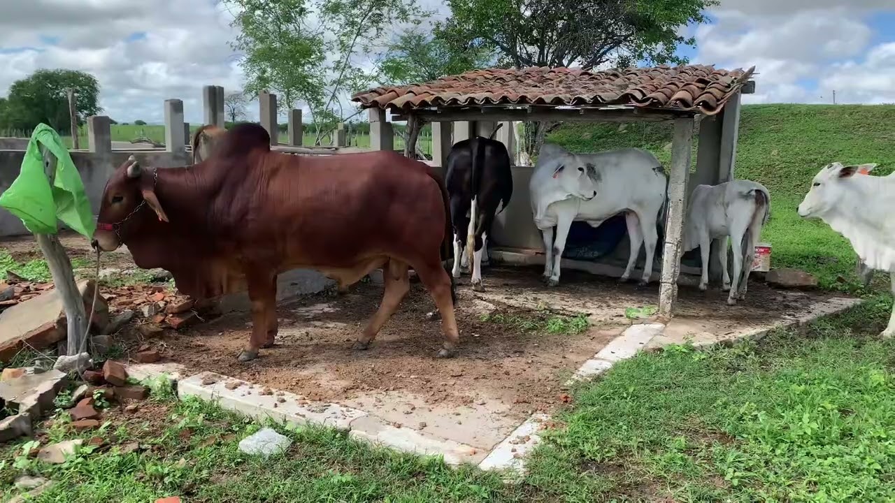 Chuva no semiárido - Como fica o pastejo depois das chuvas 