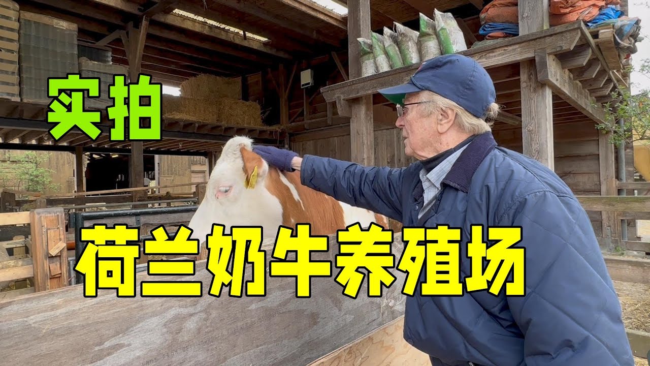 荷蘭是如何實現高效養殖奶牛，全程自動化，不愧為乳製品出口大國