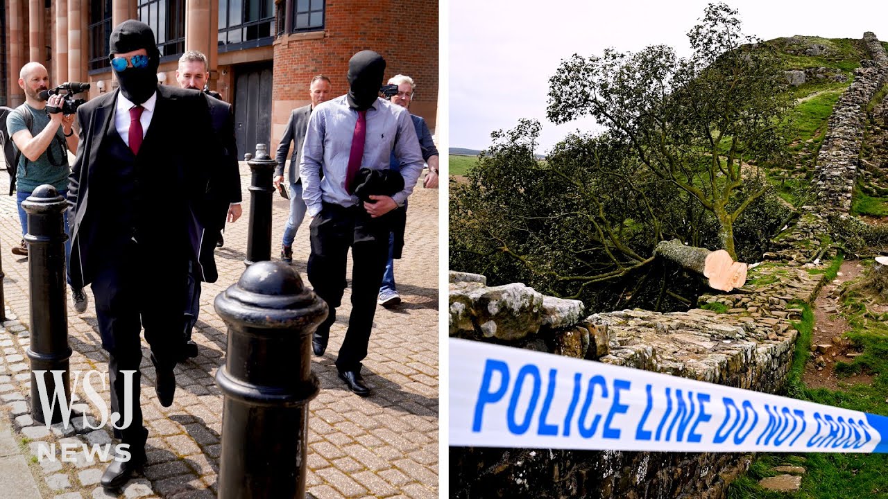 They Cut Down a Sycamore Tree. Now They Have a 4-Year Prison Term | WSJ News