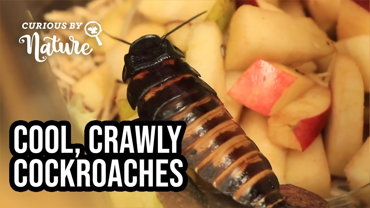 What Do Cockroaches Eat? (All About Cockroaches)
