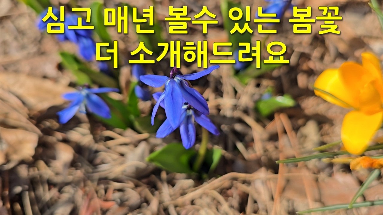 심고 매년 볼수 있는 봄꽃 더 소개해드려요. More perennial spring flowers that you can plant and enjoy every year.