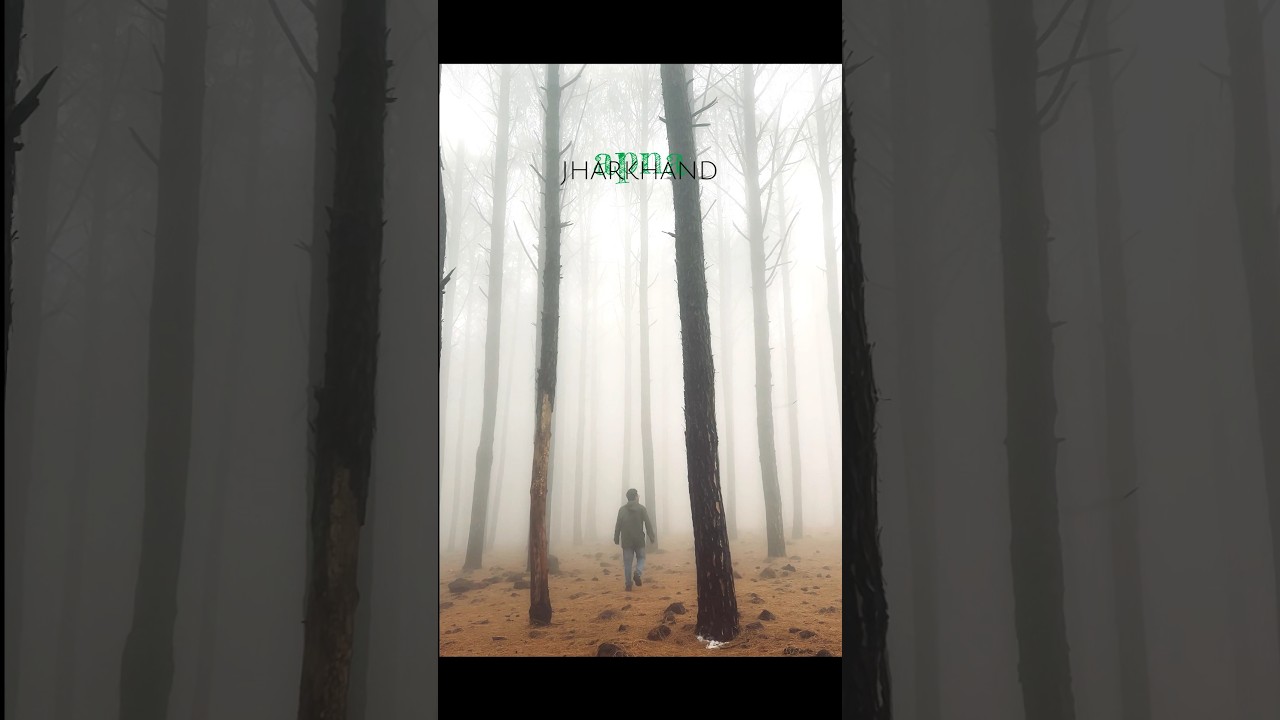 Netarhat &ndash; Beauty of Jharkhand 🌄 || Pine Forest & Rainy Vibes #jharkhand #ytshorts