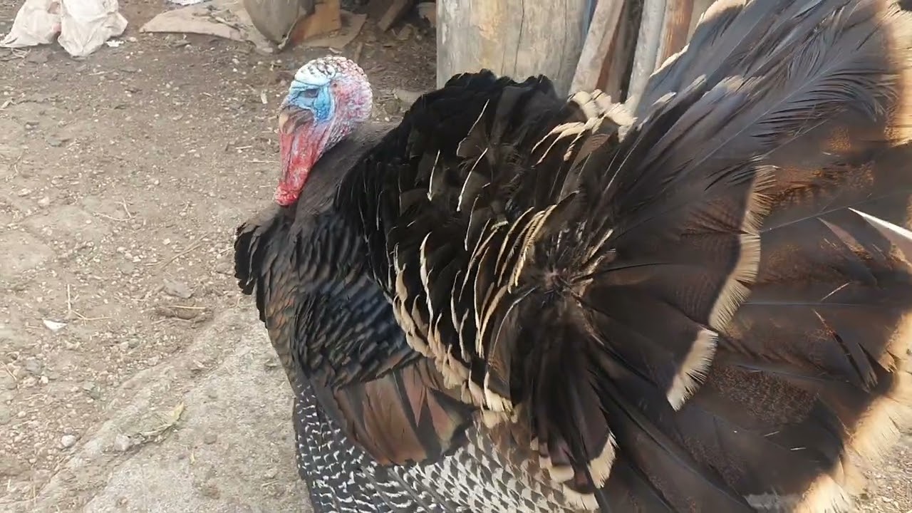 BU GÜN ÇİFLİTEKI KÖPEKLER BAGLANMIŞ BELEDIYE ONLARI TOPLAMAYA CIKINCA BU SEFER HİNDİ BENİ KARŞILADI