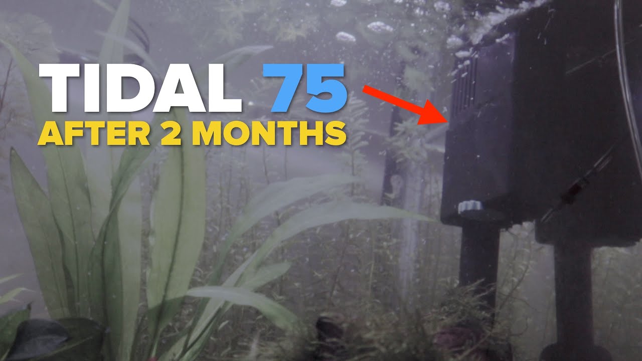 Обновление за 2 месяца Seachem Tidal 75 | Фильтр на прокачку | Tidal 35 55 75 110 HOB