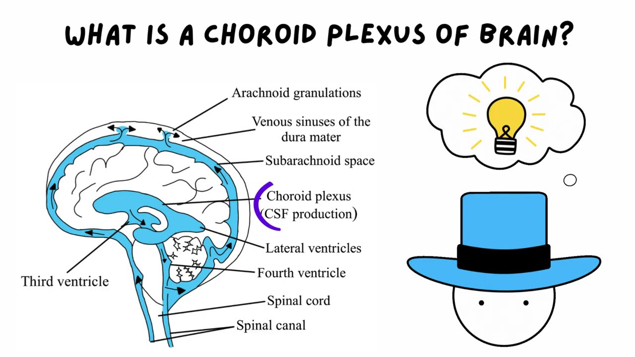 What Is Choroid Plexus of Brain?