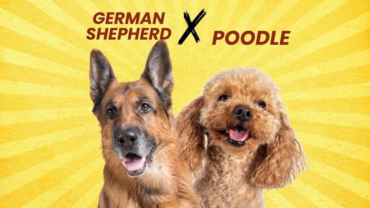 German Shepherd + Poodle = The Amazing Shepadoodle