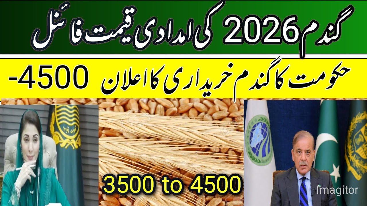 Wheat support price 2026 fixed govt of Punjab /wheat policy 2026 in pakistan 