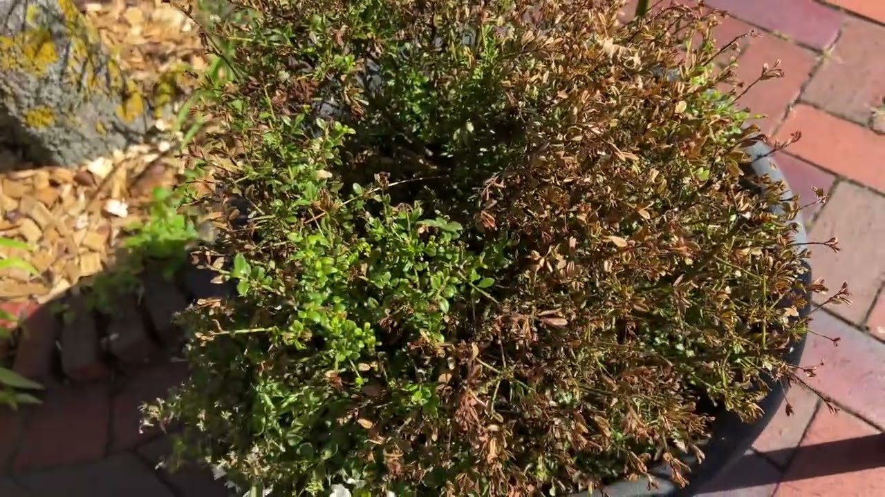 Der Buchsbaum (Japanische Stechpalme oder ilex) im Garten und Vorgarten: Pflege und Optik Tipps