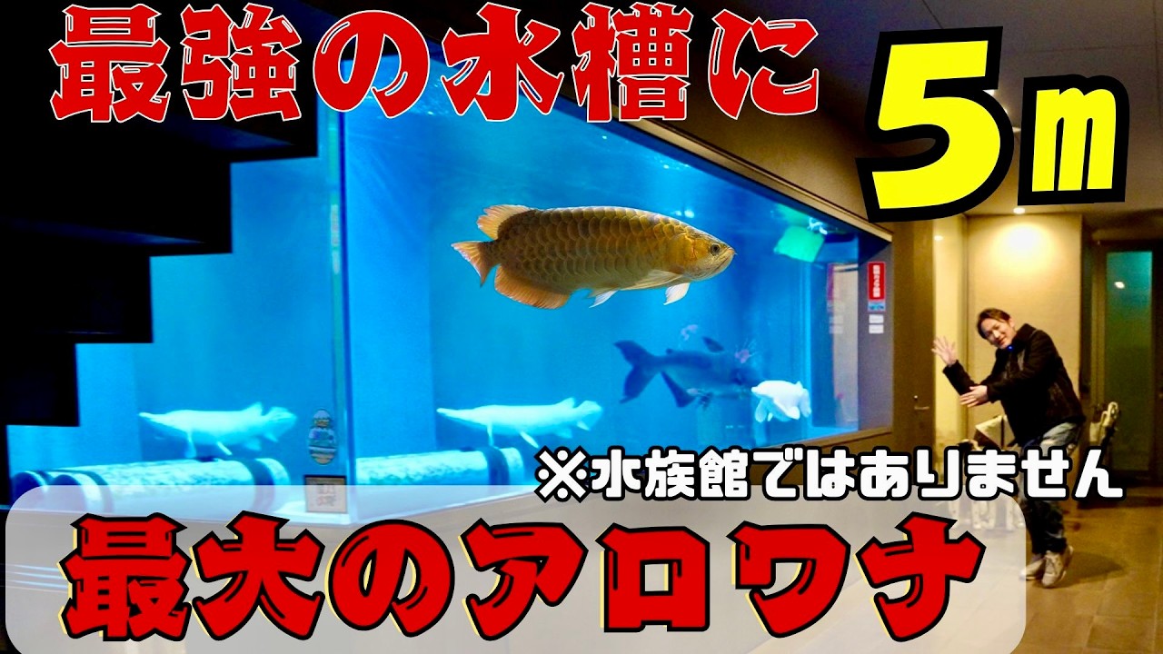 最強の水槽に最大のアロワナ　80㎝紅龍　143㎝プラチナアリゲーターガー　オオナマズ　日本最大級のアクアリスト宅訪問