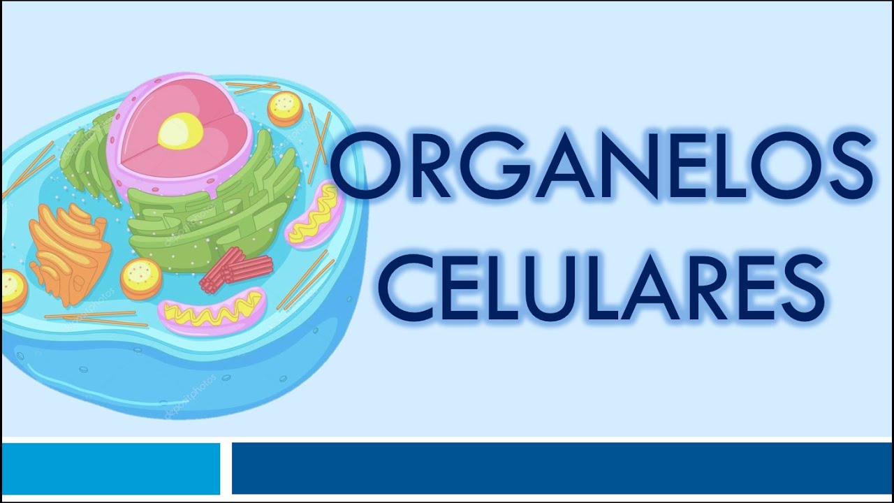 ORGANELOS CELULARES: Organelos Membranosos