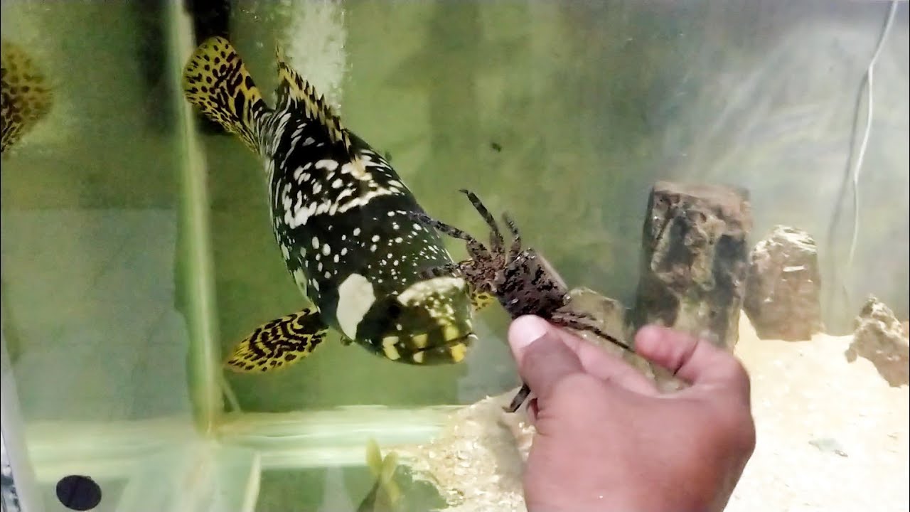 KEPITING DIMAKAN IKAN KERAPU BUMBLEBEE DI AKUARIUM