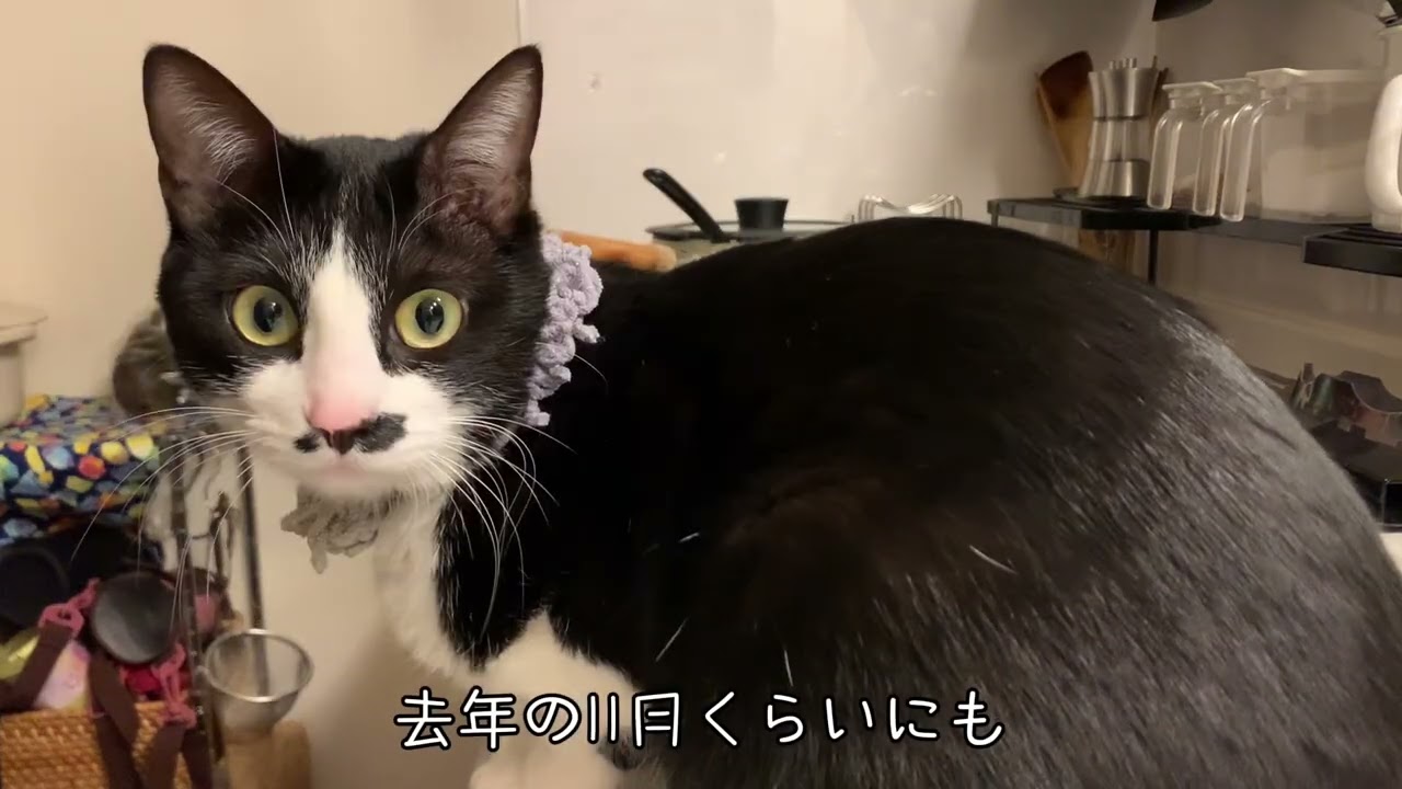 猫が豆苗に興味津々な日🌱 子どもがインフルエンザに💦自宅待機時間.・○＊