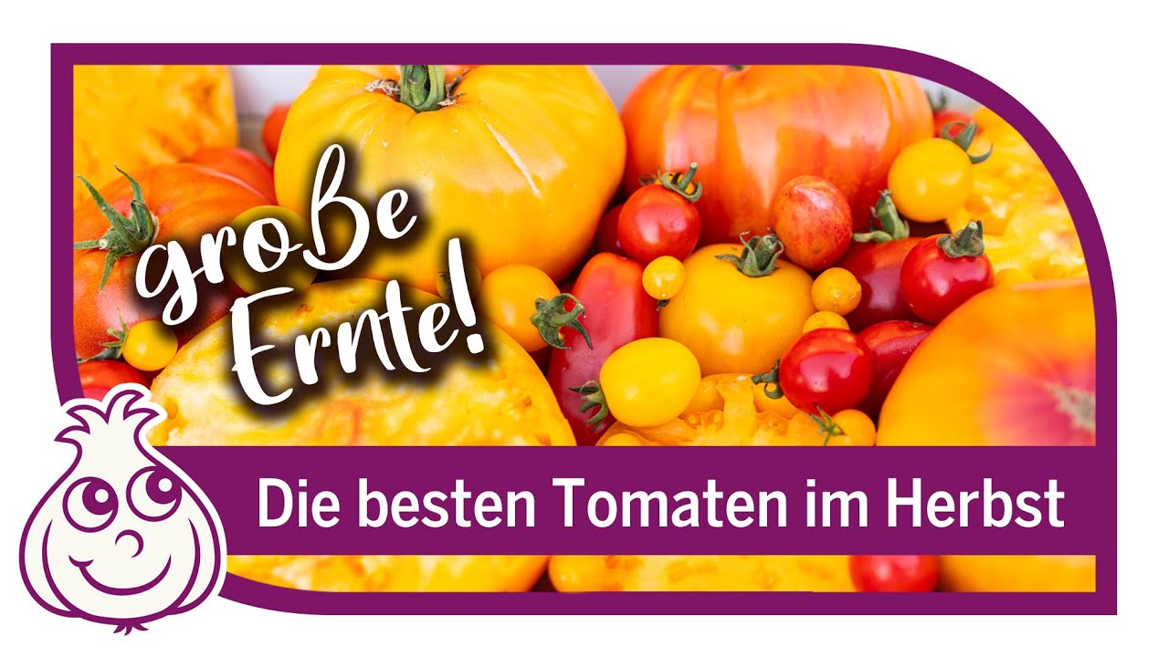 Die 7 besten Tomaten im Herbst