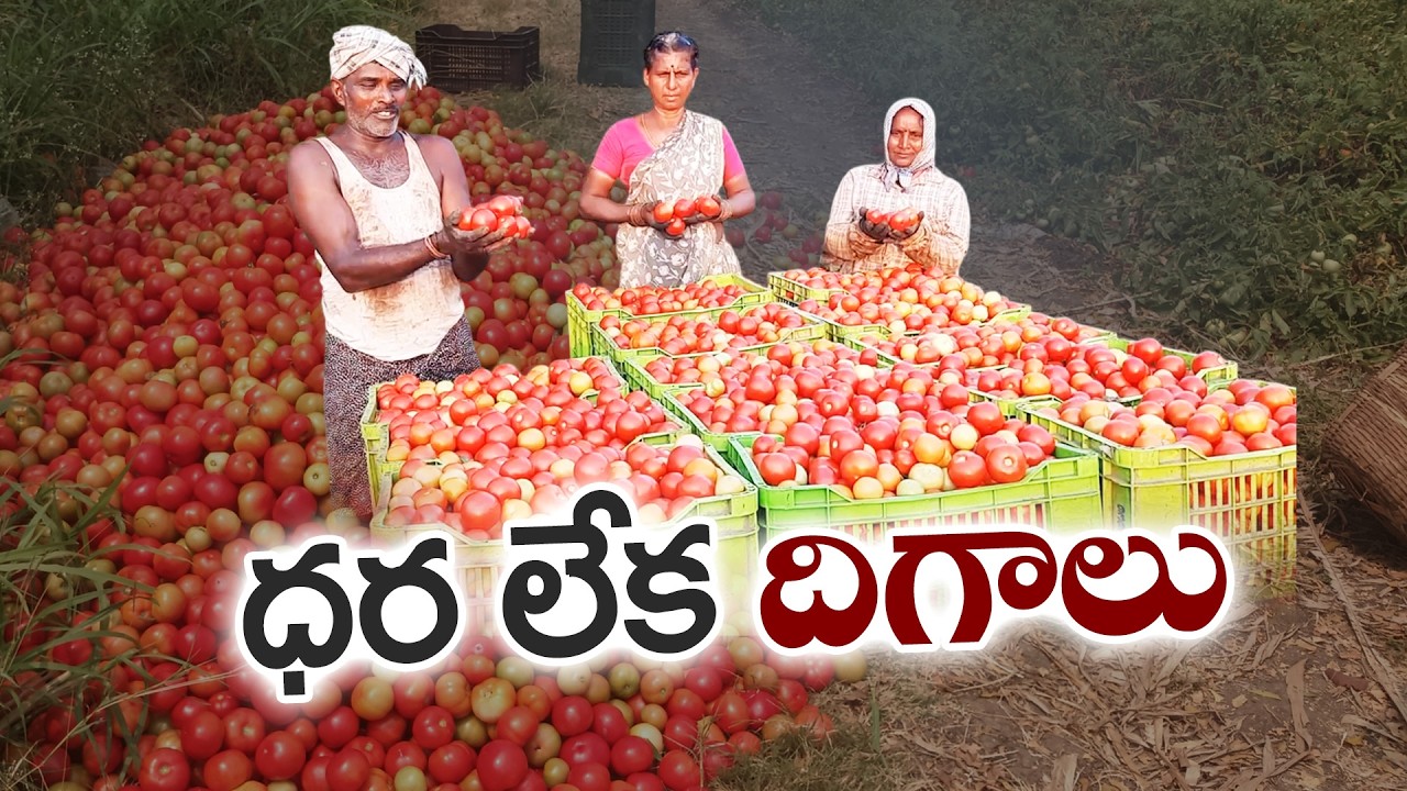Tomato Farmers in Diviseema Struggle as Prices Crash