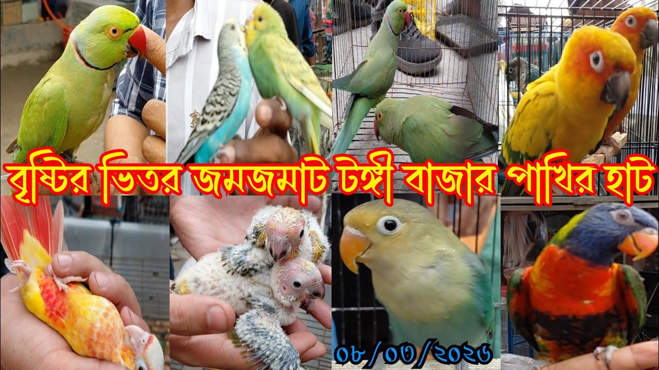 বৃষ্টির ভিতর জমজমাট টঙ্গী বাজার পাখির হাট || Tongi pakhir hat || Ghazipur tongi pakhir hat