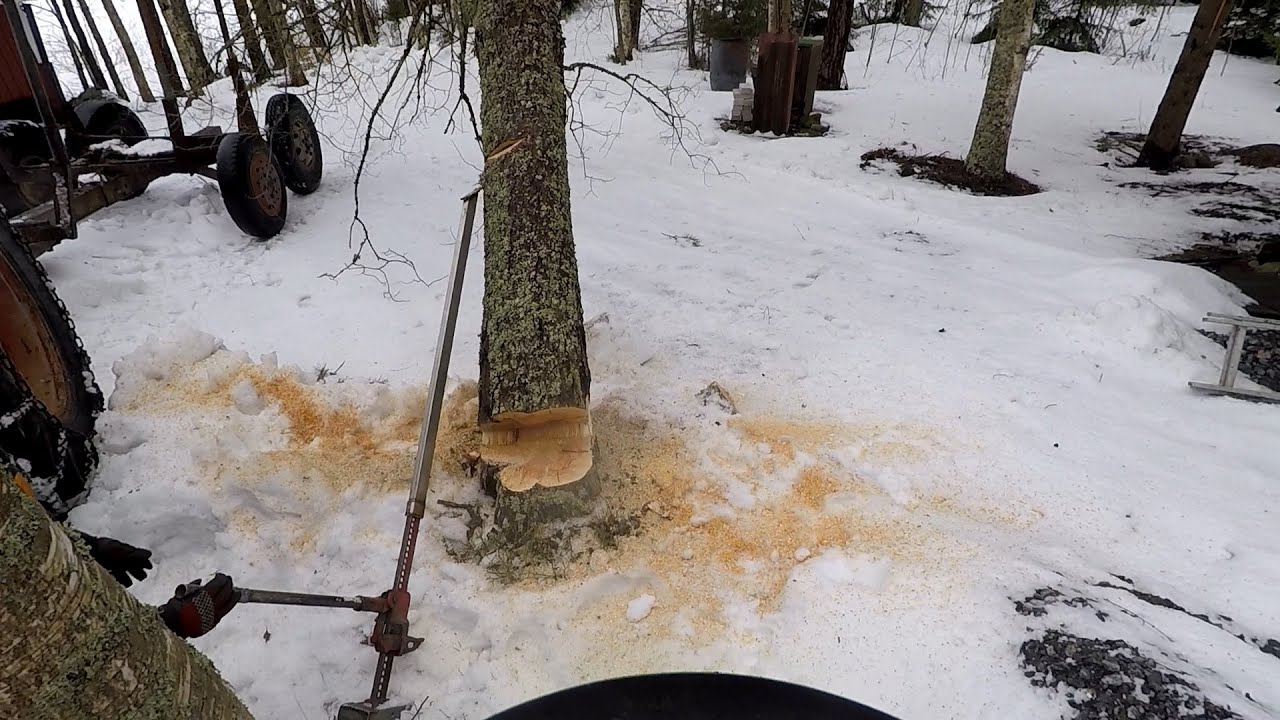 Farmitunkki  diy kaadonsuuntaajalla puiden kaatoa. Farm Jack tree pusher in action. 550xp Mark ll