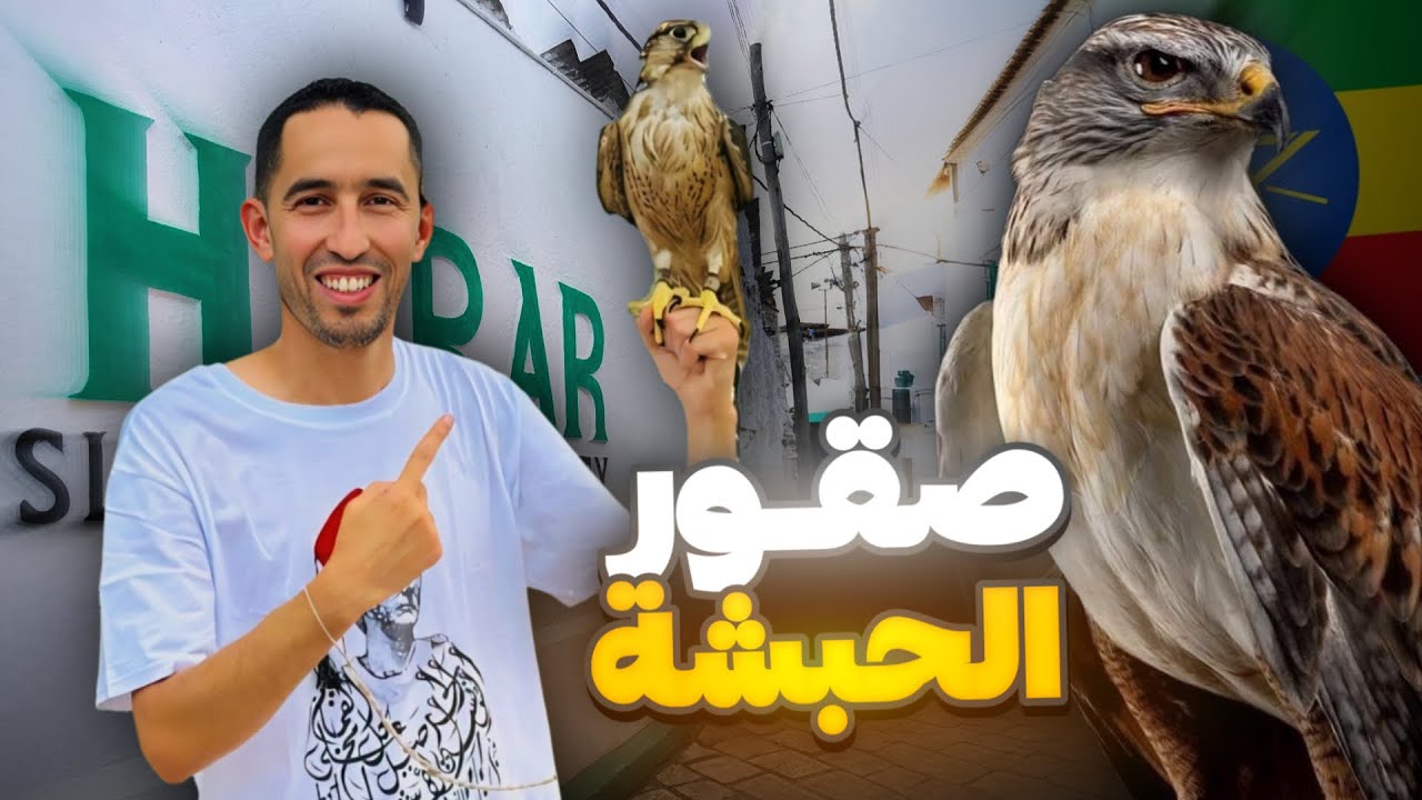 صقور الحبشة أكلت من يدي