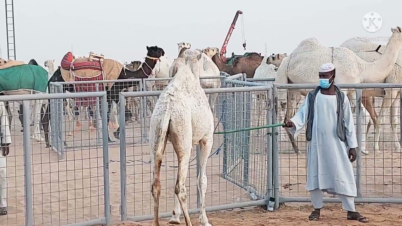 قوة مزاد العقيلات للابل في أول يوم بحضور جمهور كبير الأربعاء ٢٩/٢/١٤٤٣