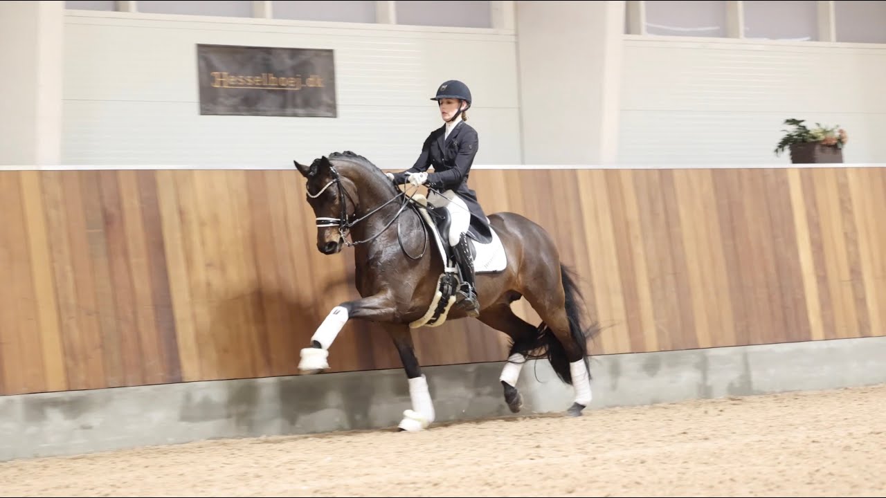 Breeding stallion: Gaspard by His Moment/Imperio