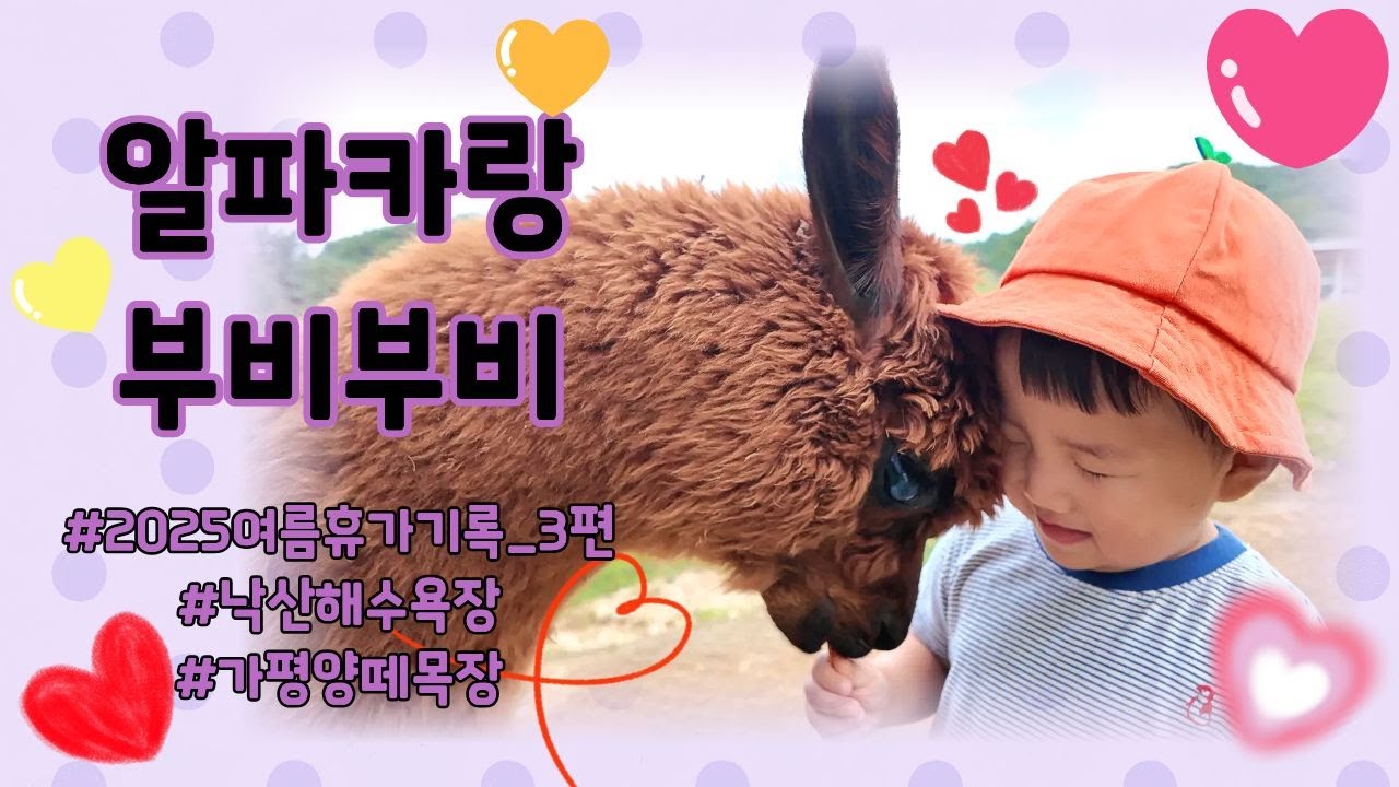 여름휴가 Vlog / 고성양양여행 3편 / 알파카랑 부비부비 해본 적 있나요? 😙