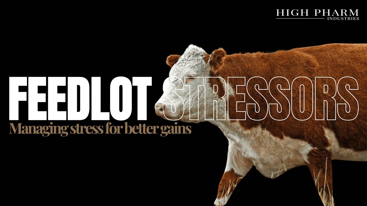 From Cortisol to Comfort: Understanding Stress in Feedlots