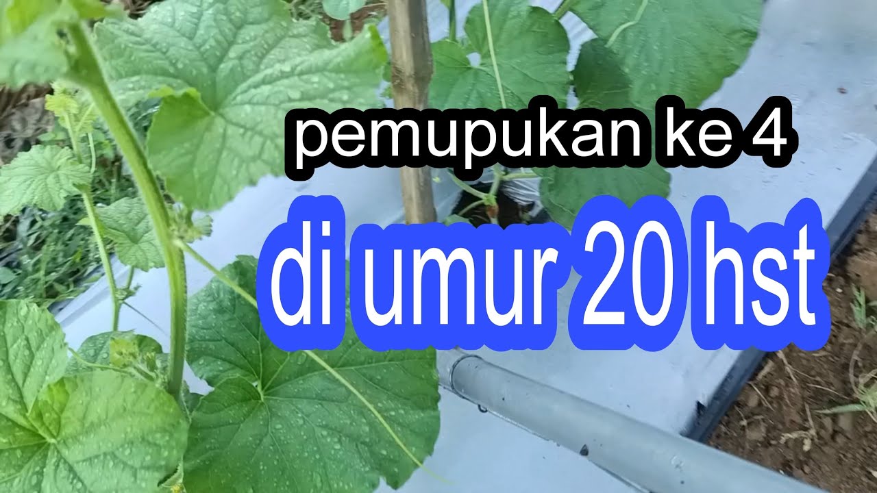 pemupukan ke 4 di umur 20 hst