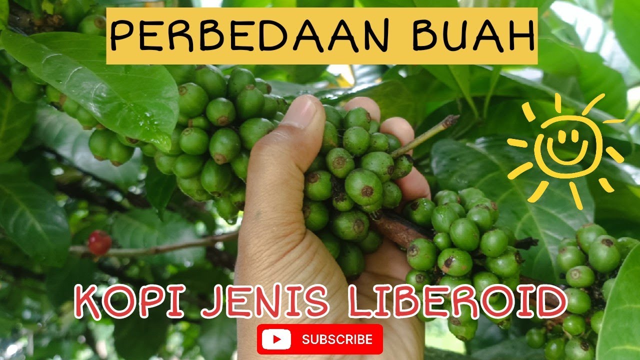 Perbedaan buah 2 kopi liberoid : Excelsa dan Liberika