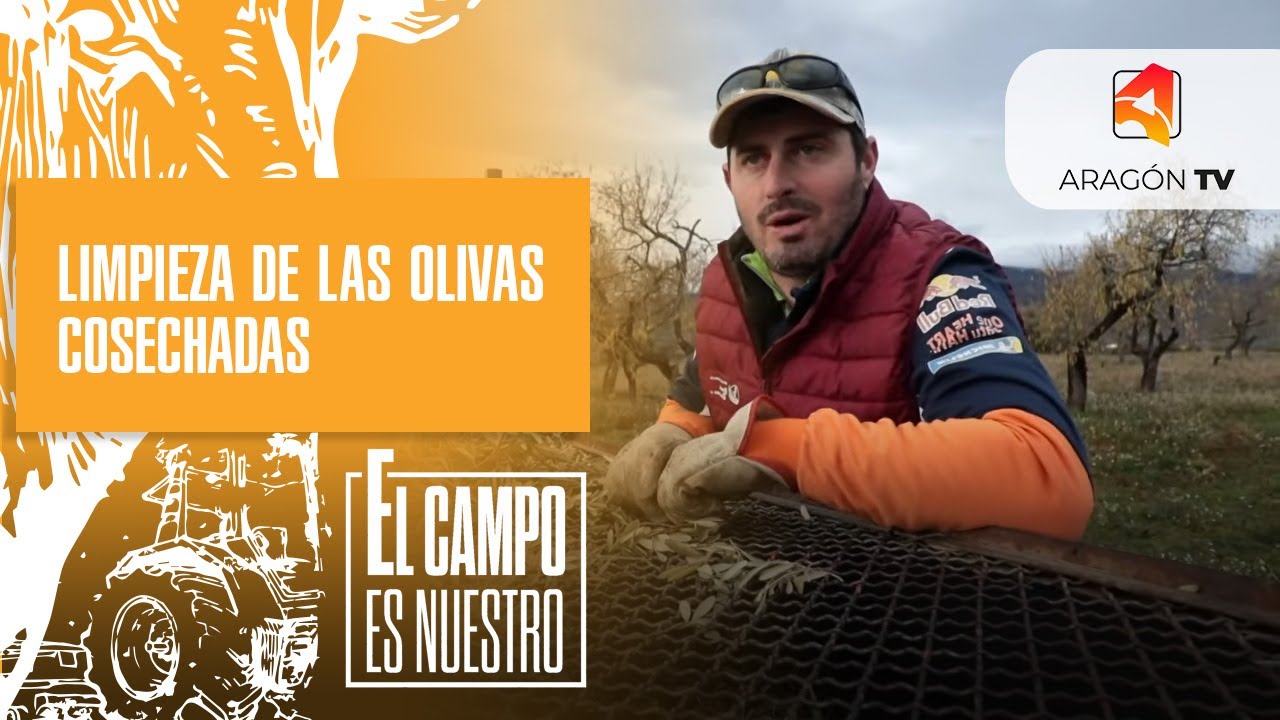 Limpieza de las olivas cosechadas