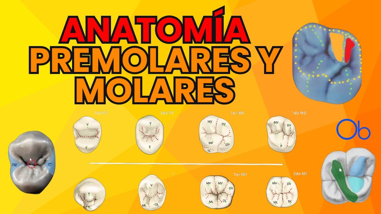 Anatomía de Premolares y Molares