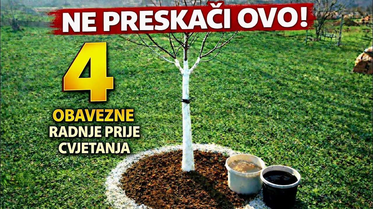 4 radnje koje MORATE uraditi prije cvjetanja Voćaka za duplo veći rod