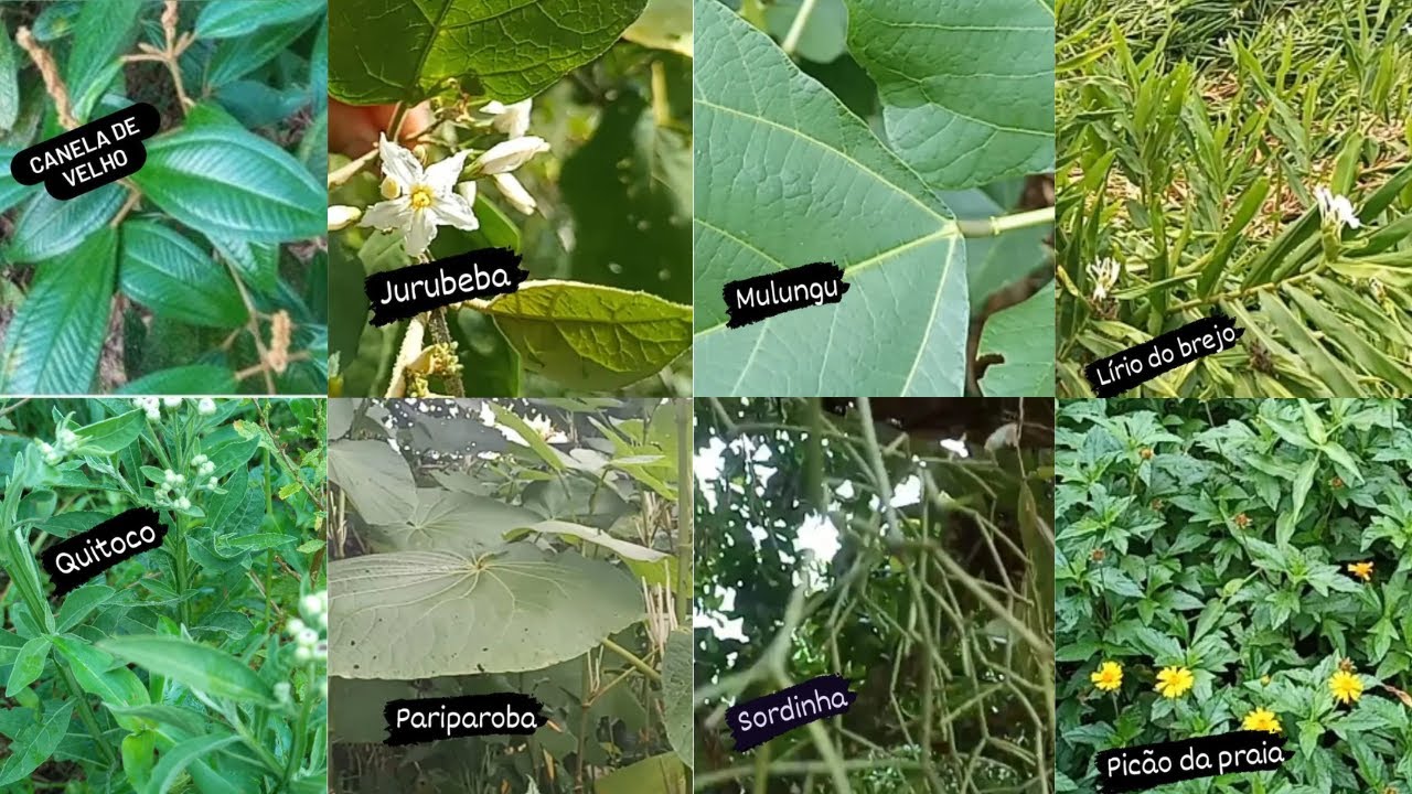 IDENTIFICAÇÃO DE 10 ERVAS MEDICINAIS/ FARMÁCIA NO QUINTAL