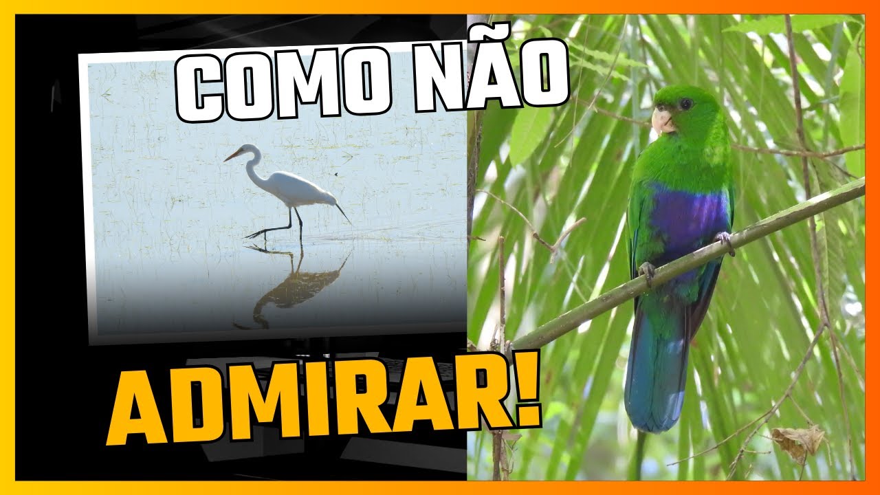 Passarinhar, uma terapia
