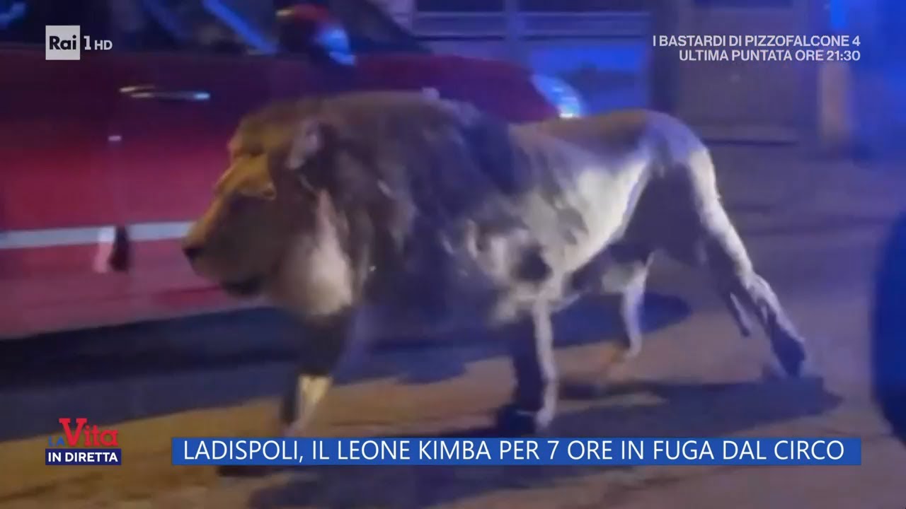 Ladispoli, il leone Kimba per 7 ore in fuga dal circo - La Vita in diretta - 13/11/2023