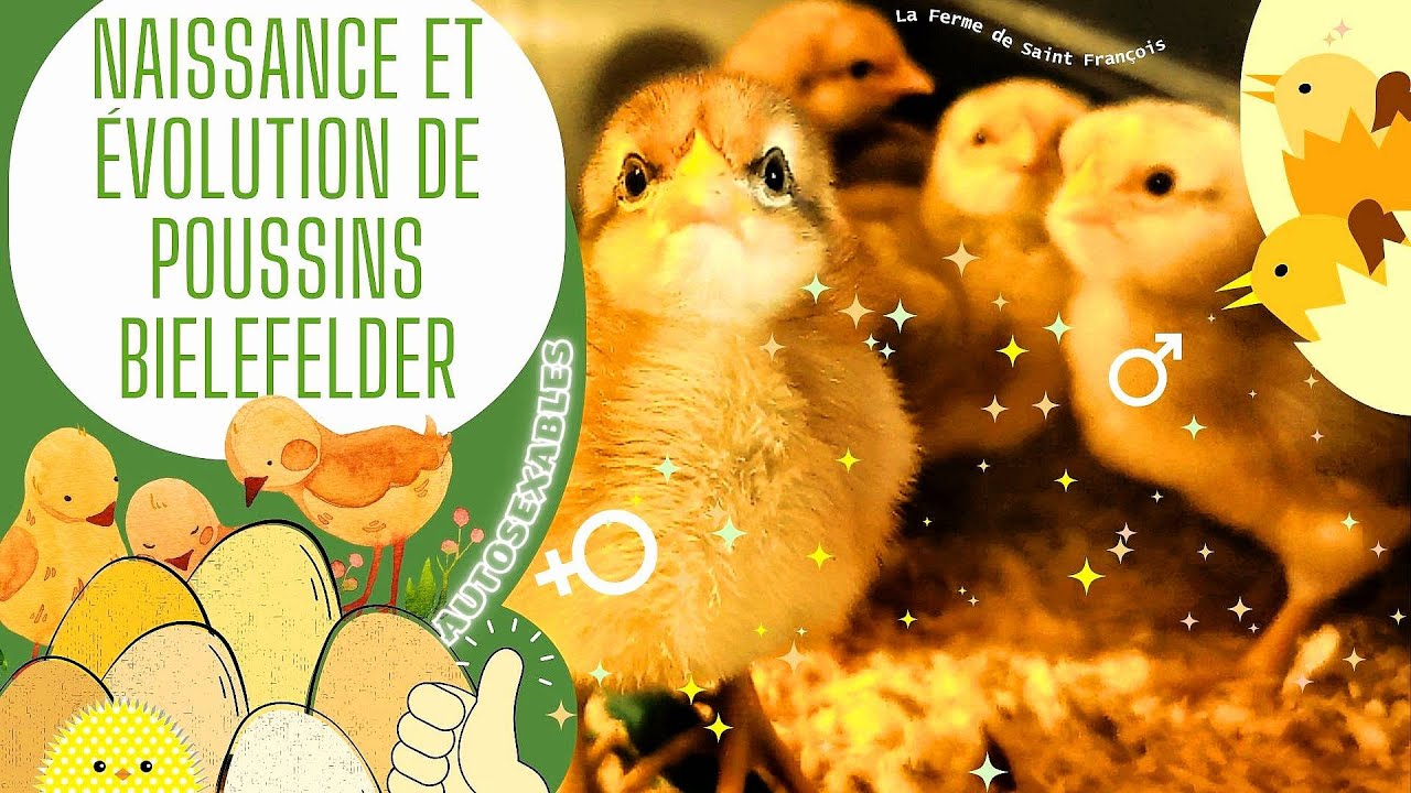 Naissance de Poussins Bielefelder Autosexables, Evolution de 4 Poules et 5 Coqs, Les Reconnaître