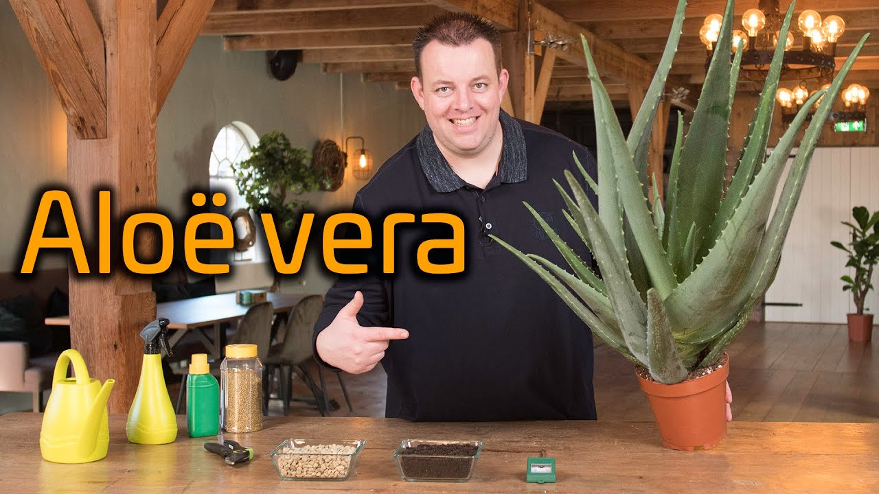 Tips voor de verzorging van je Aloë Vera