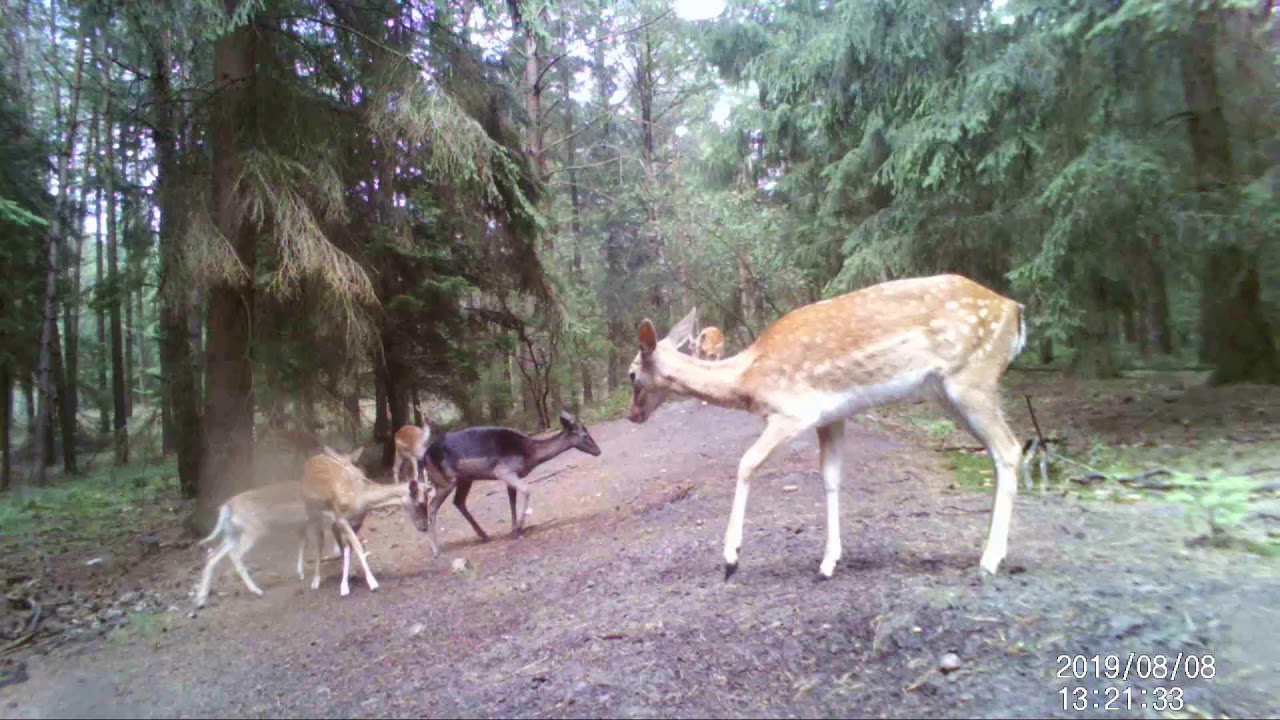 Wildkamera aufnahmen vom Wildschwein,Dachs,Marder und eine große Damwild-Party