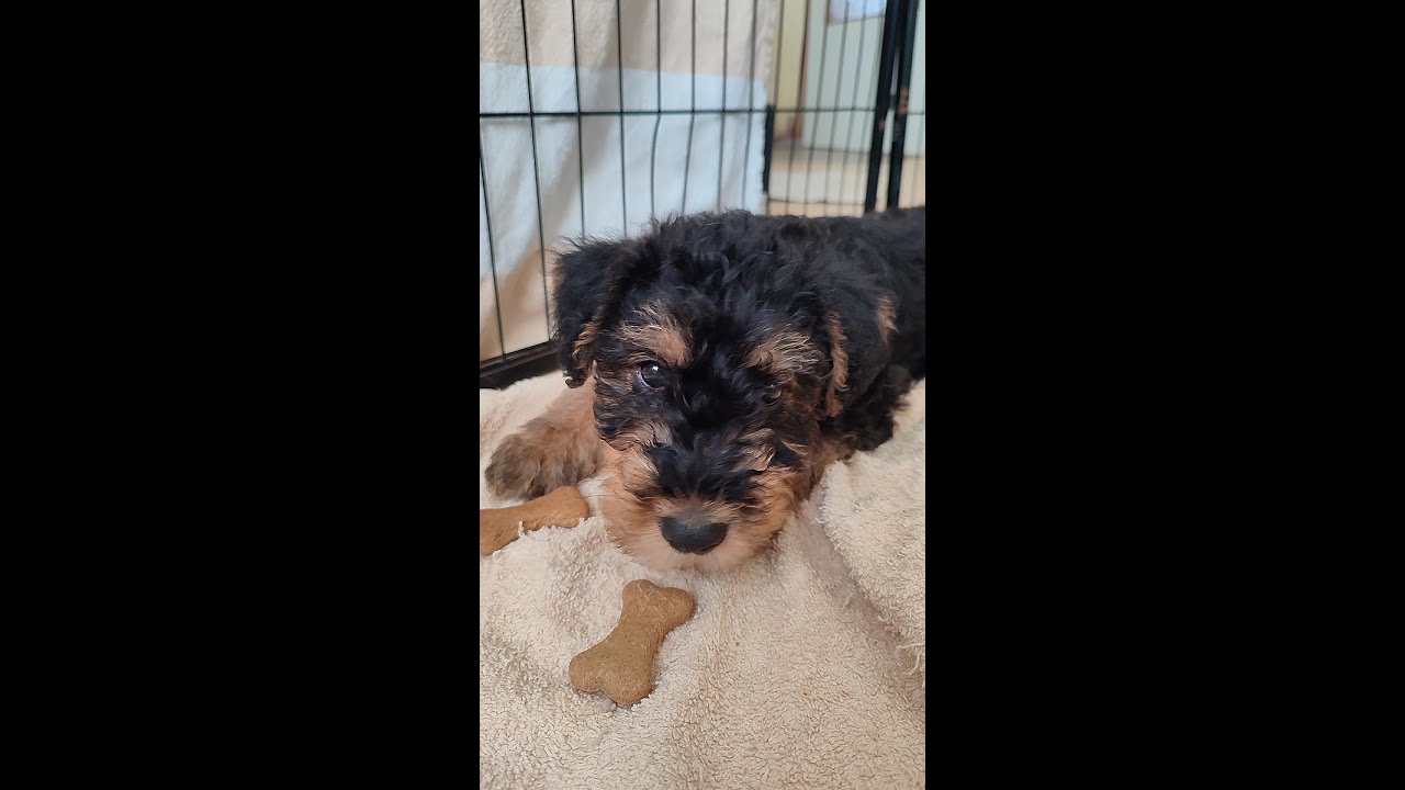 Airedale Terrier puppies, 7.5 - 7 weeks old.#airedaleterrier
