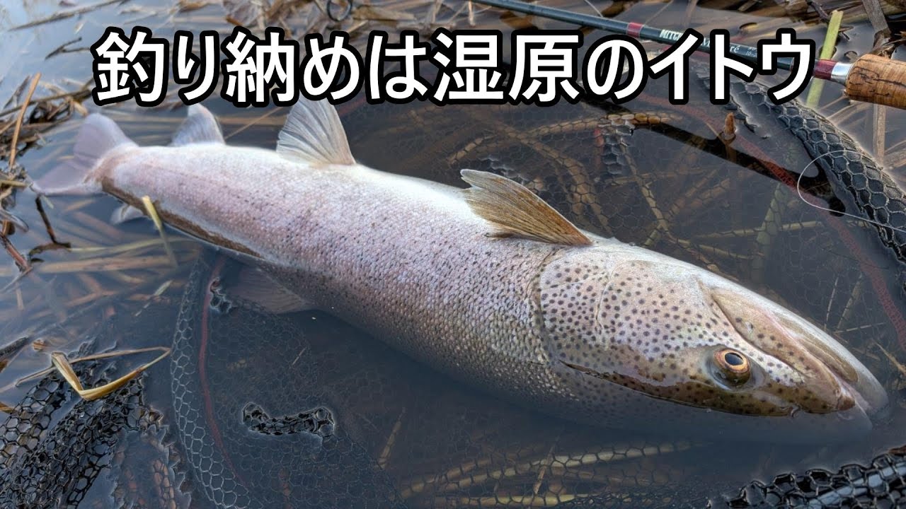 釣り納めは湿原のイトウ