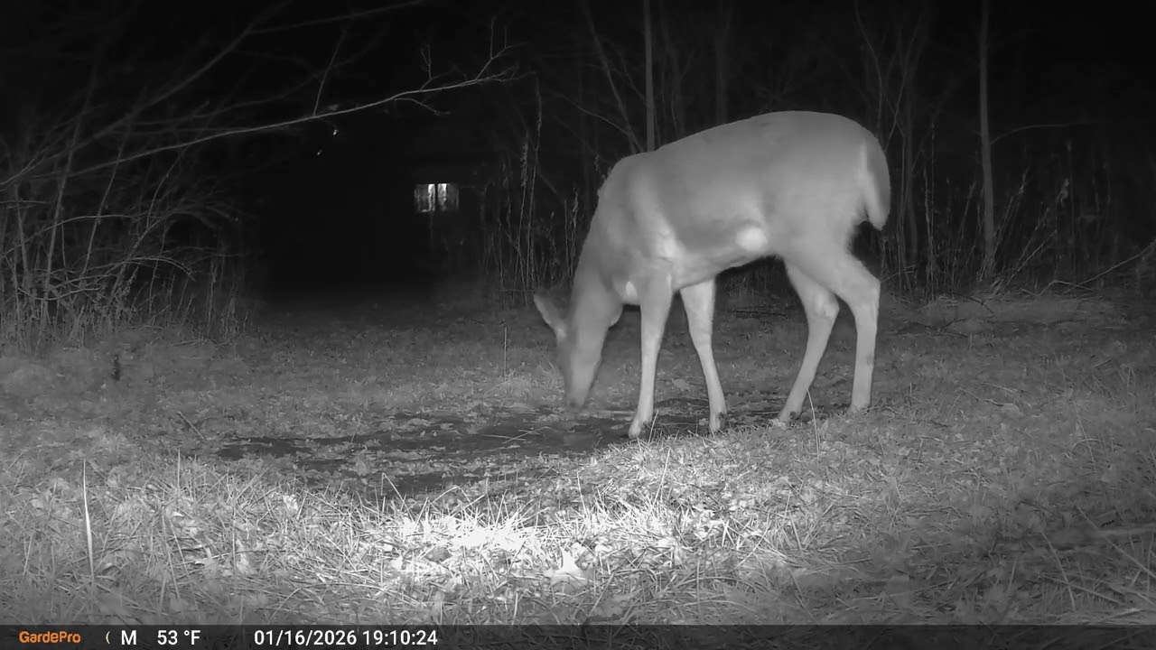 Deer Cam Deer Spooked Taken On New Camera 01 16 2026 Game Cam Trail Camera 