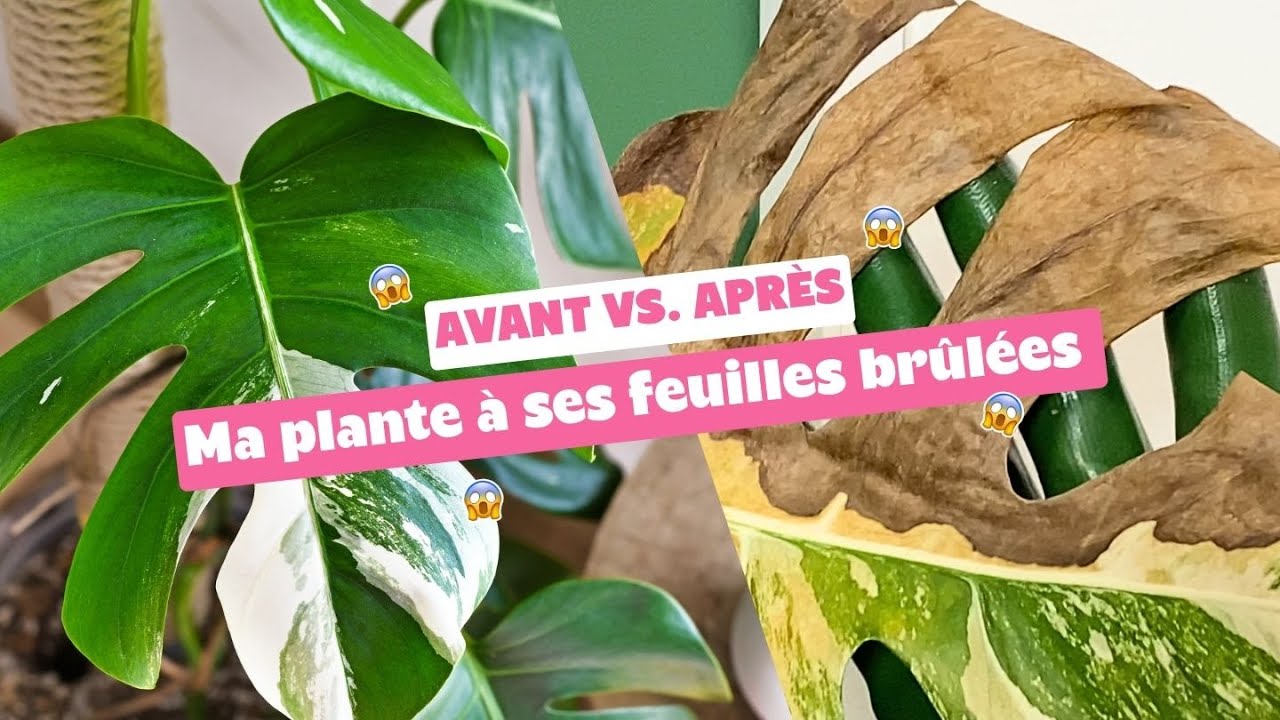 OPÉRATION SAUVETAGE 🌱🩹