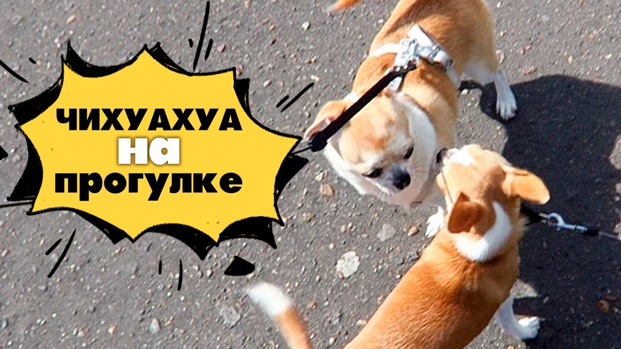 САМАЯ СМЕЛАЯ МАЛЕНЬКАЯ СОБАЧКА🐶 ГУЛЯЕМ С ЧИХУАХУА ЛИЗИ