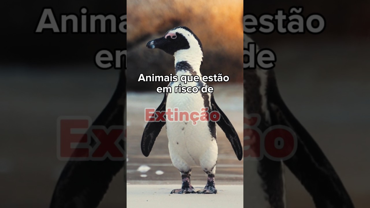 Animais que est&atilde;o em risco de extin&ccedil;&atilde;o #animais #curiosidades
