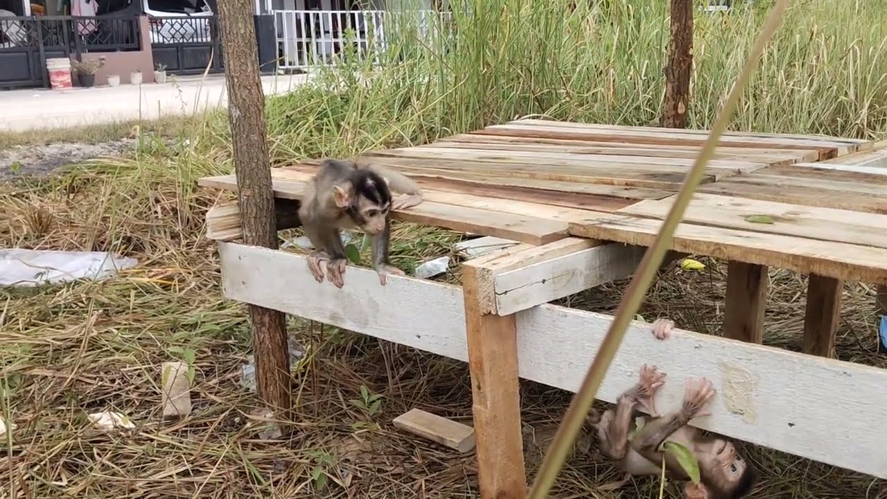 Wow, these two baby monkeys are so happy exploring the hut.